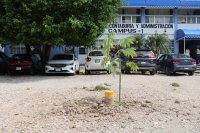 Ceiba